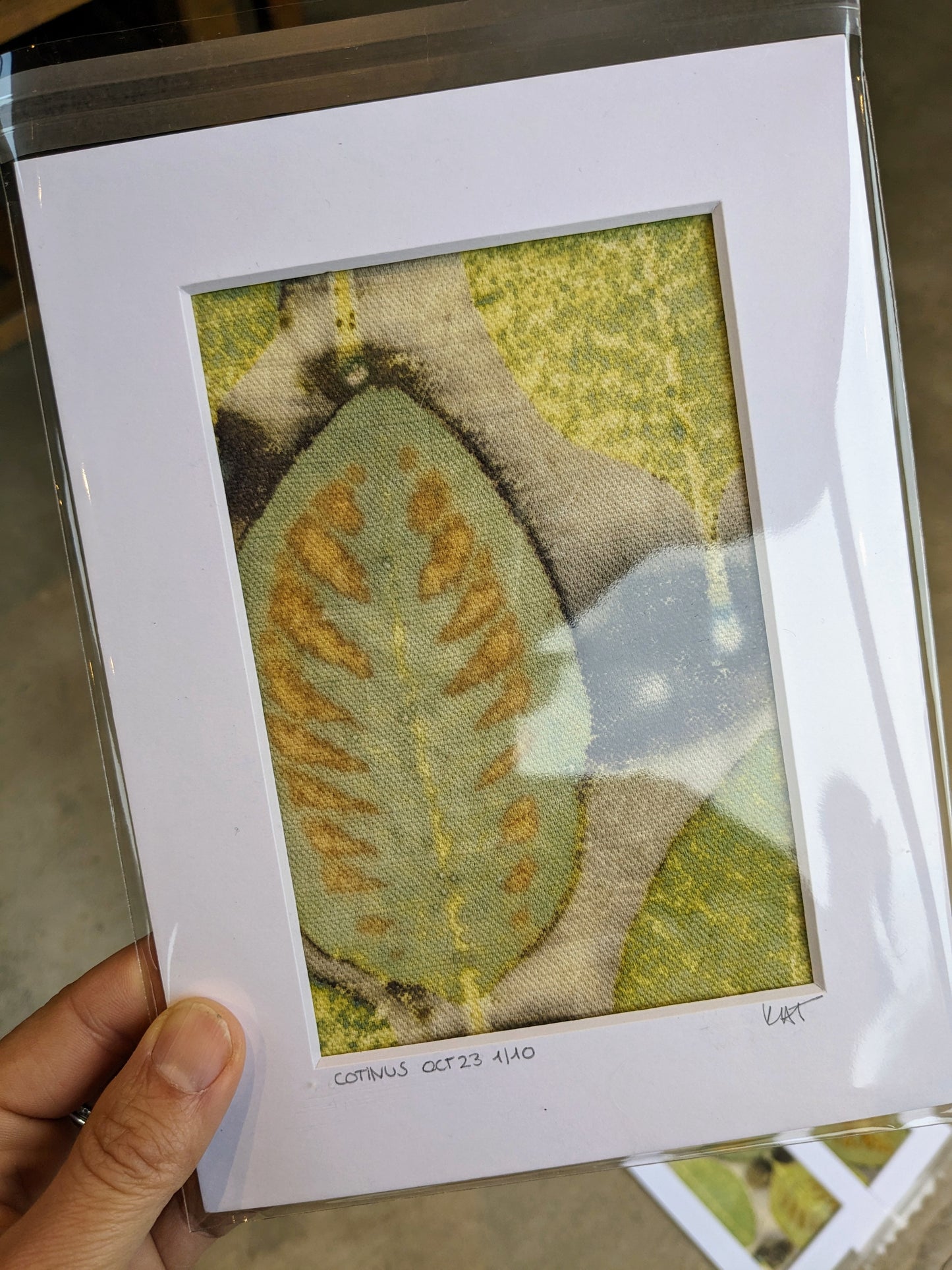 cotinus smoke bush eco-print 3/10