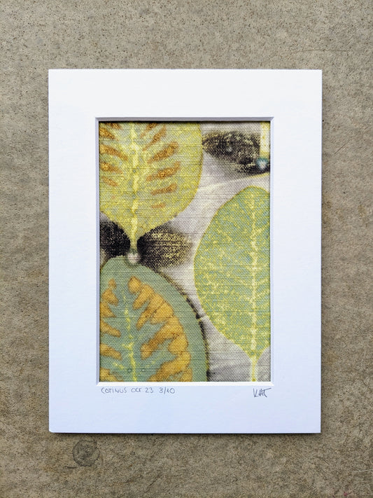 cotinus smoke bush eco-print 3/10